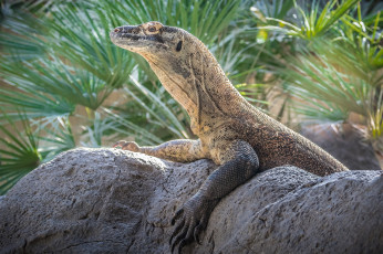 Картинка животные Ящерицы +игуаны +вараны ящерица язык окрас фон