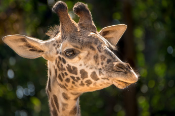 Картинка животные жирафы пара деревья расцветка окрас жираф