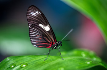 Картинка животные бабочки +мотыльки +моли пыльца цветок бабочка боке фон