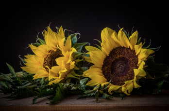 Картинка цветы подсолнухи подсолнух листья цветение поле