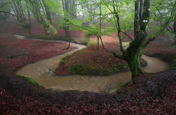 Картинка природа реки озера ручей листва деревья