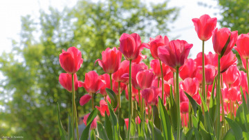 Картинка цветы тюльпаны цвет цветение