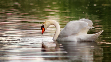 Картинка животные лебеди зелень вода боке водоем блики озеро лебедь птица плавает