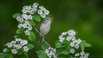Картинка животные птицы гнездо полет цветы птица