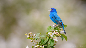 Картинка животные птицы окрас перья цветы птица