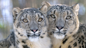 Картинка животные снежный+барс+ ирбис шерсть окрас снежный барс хищник