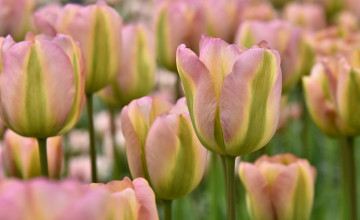 Картинка цветы тюльпаны лепестки бутоны