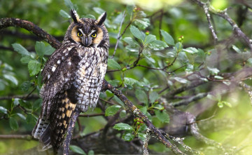 Картинка животные совы ветки взгляд ушастая сова
