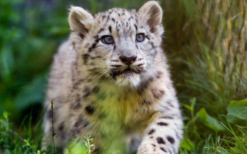 Картинка животные снежный+барс+ ирбис барс детеныш кошки прогулка снежный взгляд малыш котенок дерево морда зоопарк портрет трава дикие