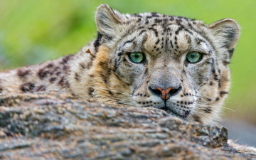 Картинка животные снежный+барс+ ирбис кошки портрет взгляд камень снежный барс морда выразительный дикие зоопарк крупный план зеленые глаза