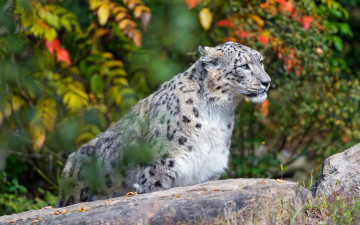 Картинка животные снежный+барс+ ирбис листья ярко портрет зоопарк кошки взгляд краски снежный барс осень красавец дикие камень сидит