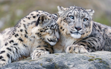 Картинка животные снежный+барс+ ирбис нежность взгляд ласка отношения снежный барс дикие кошки камень дуэт зоопарк барсы дружба