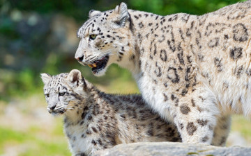Картинка животные снежный+барс+ ирбис природа дитя барсы детеныш зоопарк кошки охрана камень мать бдительность взгляд котенок забота дикие малыш снежный барс фон