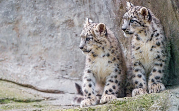 Картинка животные снежный+барс+ ирбис сидят детеныши милые фон снежный барс котята морда дикие кошки боке пара малыши барсы зоопарк камни