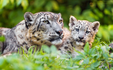 Картинка животные снежный+барс+ ирбис зелень кошки барсы трава мать взгляд забота малыш снежный барс котенок дитя дикие зоопарк детеныш