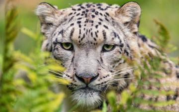 Картинка животные снежный+барс+ ирбис зеленые глаза зоопарк кошки камень крупный план портрет взгляд морда снежный барс дикие выразительный