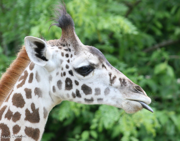 Обои картинки фото животные, жирафы, рожки, шерсть, жираф, окрас