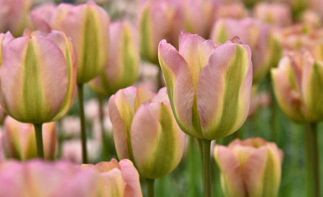 Обои картинки фото цветы, тюльпаны, лепестки, бутоны