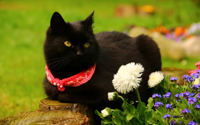 Обои картинки фото животные, коты, хвостик, ушки, шерсть, окрас, кот