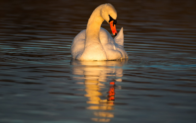 Обои картинки фото животные, лебеди, соло, лебедь, закат, лубуется, птица, водоем, солнце, круги, по, воде, поза, отражение, освещение, вода, вечер, зеркало, любование