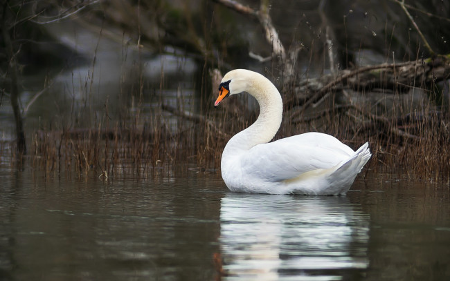 Обои картинки фото животные, лебеди, водоем, лебедь, птица, озеро, коряги, отражение, трава, заводь