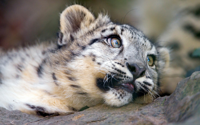 Обои картинки фото животные, снежный барс , ирбис, дикие, кошки, камни, зоопарк, детеныш, крупный, план, малыш, взгляд, лежит, портрет, снежный, барс, морда, котенок