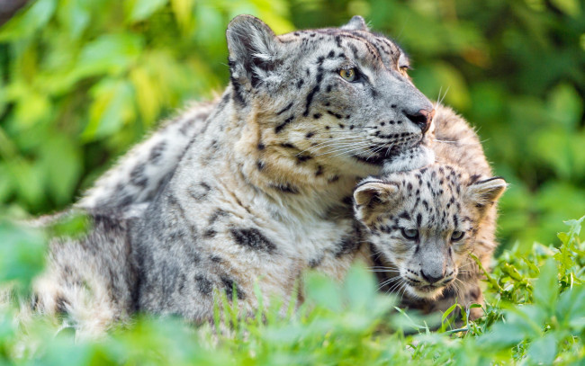 Обои картинки фото животные, снежный барс , ирбис, малыш, мать, снежный, барс, забота, котенок, зелень, дикие, кошки, морда, дитя, отдых, зоопарк, детеныш, лето, трава