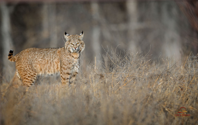 Обои картинки фото животные, рыси, животное, рысь, окрас, шерсть, ушки, кисточки