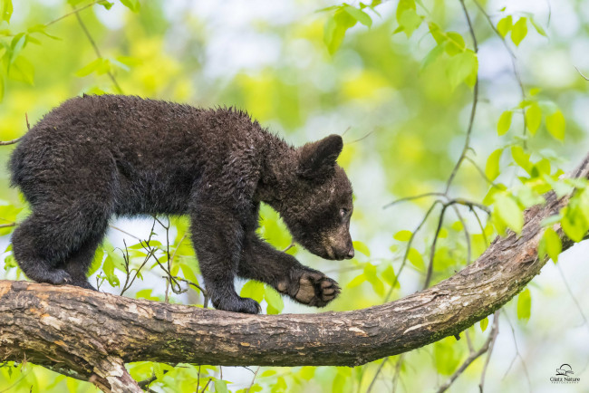 Обои картинки фото животные, медведи, дерево, ветка, медвежонок