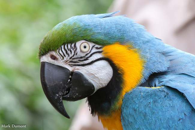 Обои картинки фото животные, попугаи, окрас, попугай, клюв, перья