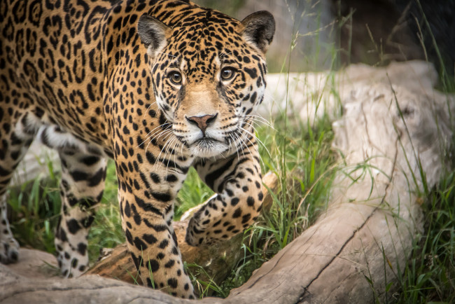 Обои картинки фото животные, Ягуары, хищник, опасен, животное, шерсть, ягуар, окрас