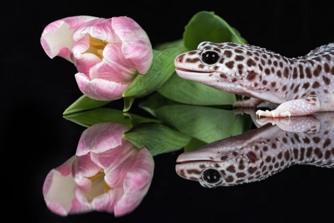 Обои картинки фото животные, Ящерицы,  игуаны,  вараны, цветок, фон, тюльпан, ящерица