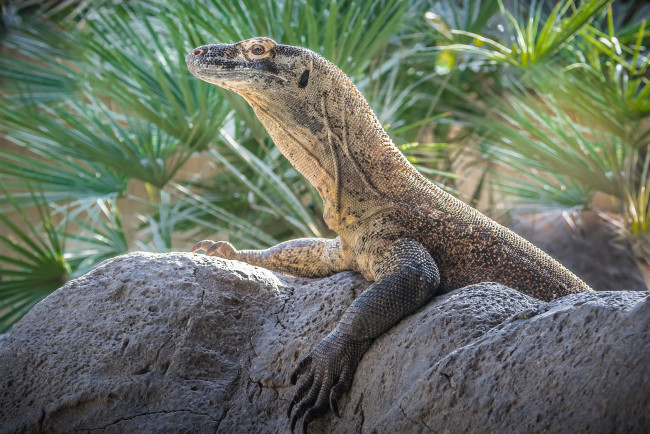 Обои картинки фото животные, Ящерицы,  игуаны,  вараны, ящерица, язык, окрас, фон