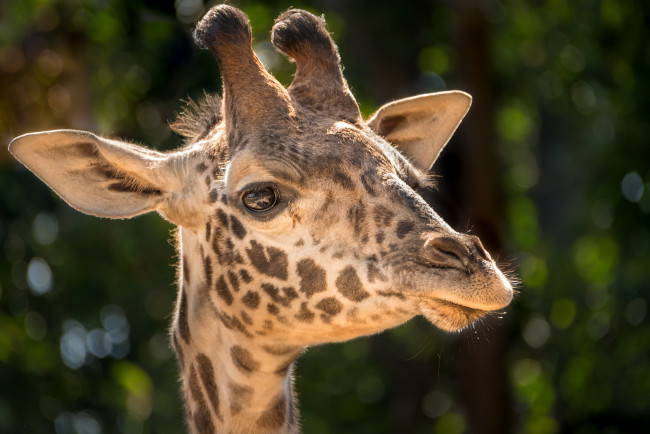 Обои картинки фото животные, жирафы, пара, деревья, расцветка, окрас, жираф