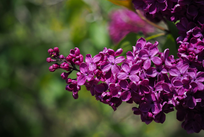 Обои картинки фото цветы, сирень, весна, макро