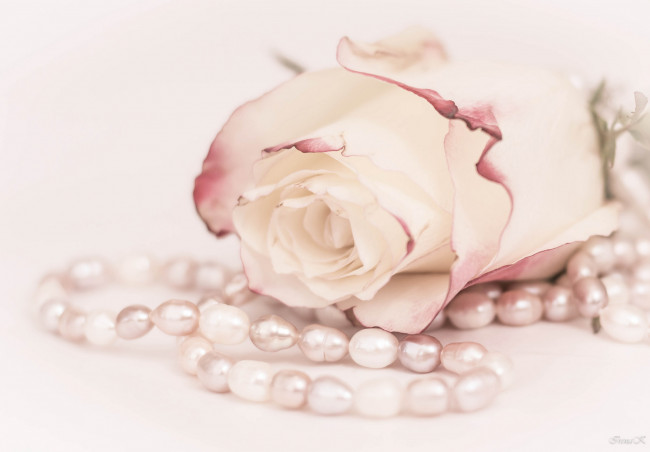 Обои картинки фото цветы, розы, цветение, лепестки, роза, цвет