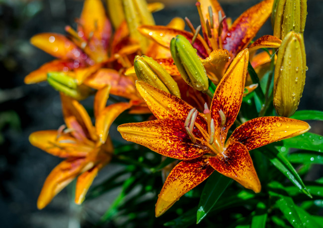 Обои картинки фото цветы, лилии,  лилейники, цветение, лепестки, бутоны, листья