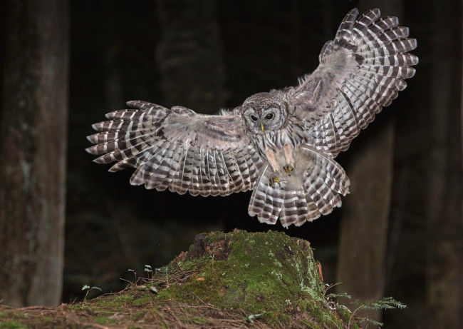 Обои картинки фото животные, совы, крылья, полет, окрас, сова, природа