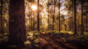 Картинка природа лес простор