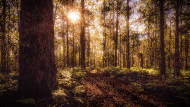 Обои картинки фото природа, лес, простор