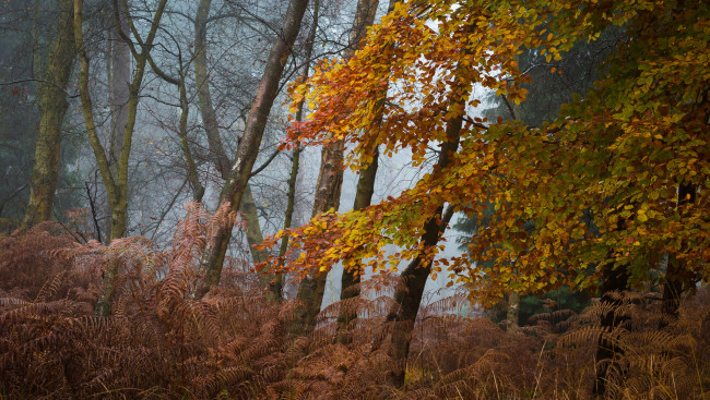 Обои картинки фото природа, лес, простор