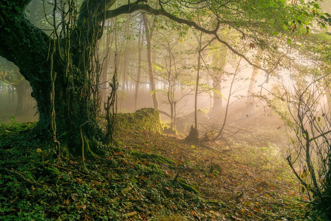 Обои картинки фото природа, лес, простор