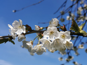 Картинка цветы цветущие+деревья+ +кустарники весна цветущее плодовое дерево