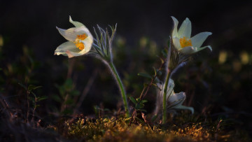 Картинка цветы анемоны +сон-трава сон-трава