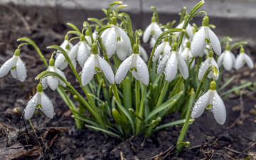 Картинка цветы подснежники +белоцветники +пролески первоцветы капли