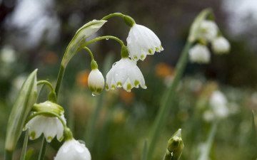 Картинка цветы подснежники +белоцветники +пролески первоцветы капли