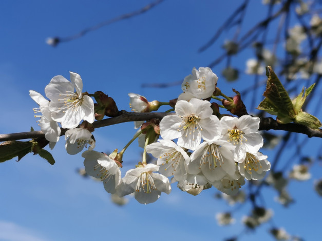 Обои картинки фото цветы, цветущие деревья ,  кустарники, весна, цветущее, плодовое, дерево