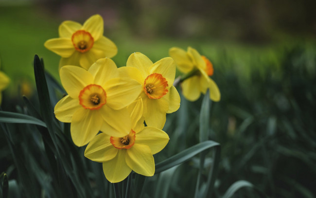 Обои картинки фото цветы, нарциссы, желтые, весна