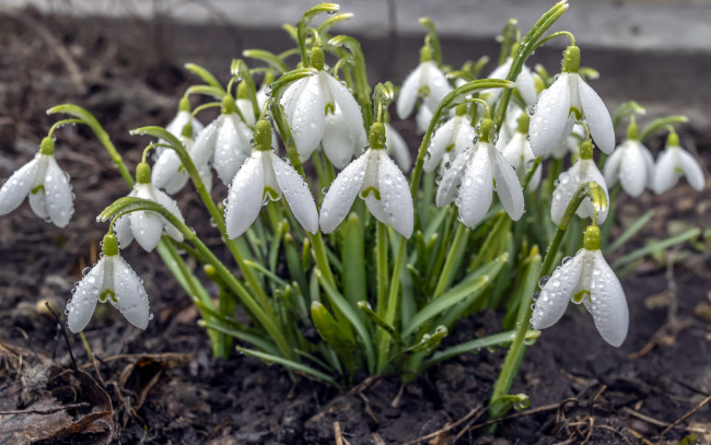Обои картинки фото цветы, подснежники,  белоцветники,  пролески, первоцветы, капли