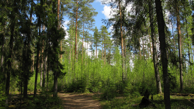 Обои картинки фото лес, природа, дороги, дорога, весна, карелия, деревья